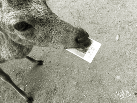 紙を食べる鹿